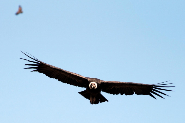 Por qué se celebra el Día del Cóndor Andino