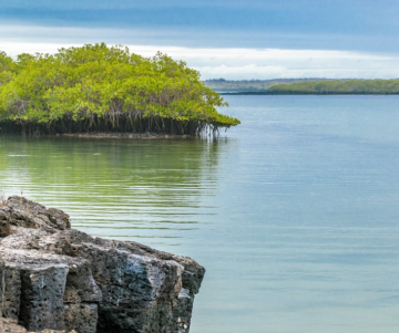 Todo lo que puedes hacer si vas a Santa Cruz