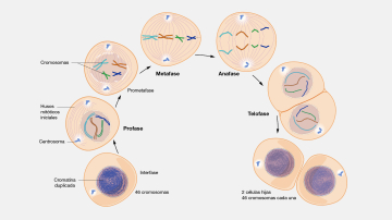 Las fases de la mitosis en una célula