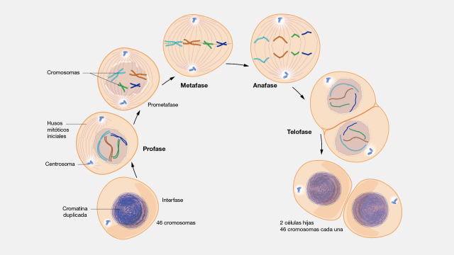 Las fases de la mitosis en una célula