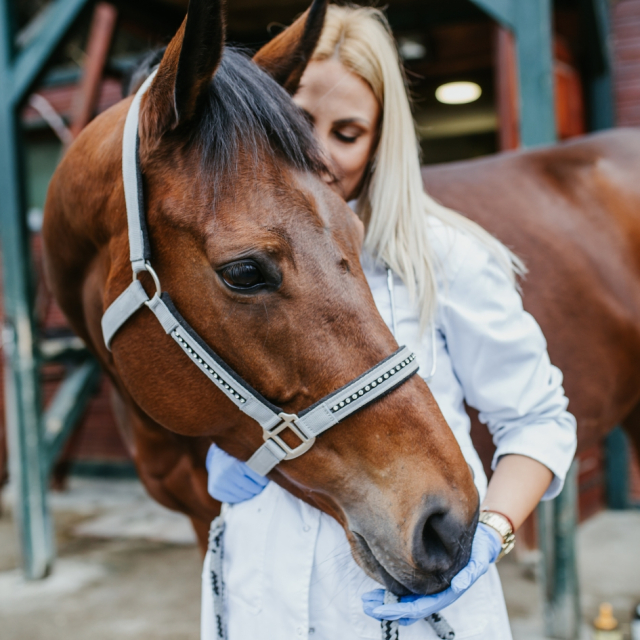 Cómo los caballos han convivido junto a la humanidad