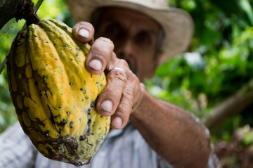 La importancia del cacao ecuatoriano en la industria mundial del chocolate