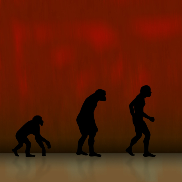 The mechanisms of animal evolution 