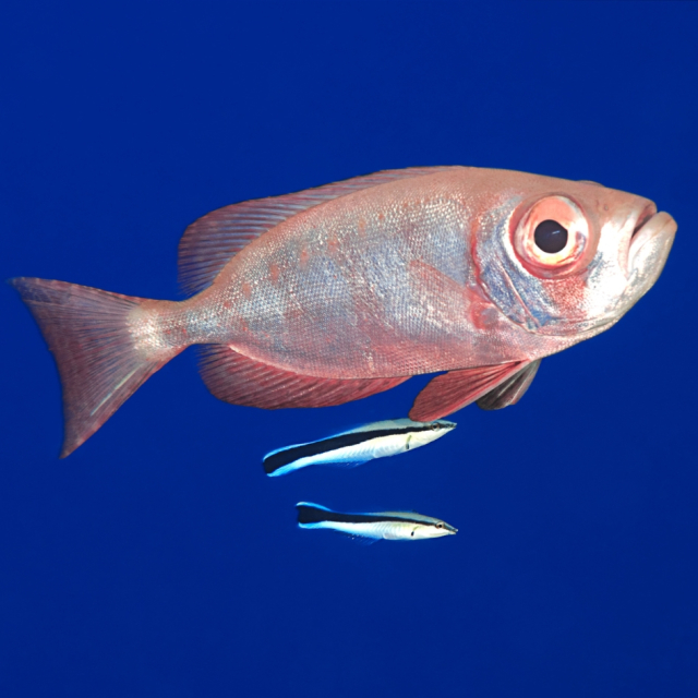 La importancia de las relaciones simbióticas en los ecosistemas